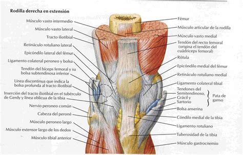 Rodilla Anatomia | www.imgkid.com   The Image Kid Has It!
