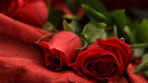 Romantic Red Rose Wallpaper ~ Gipsypixel.com