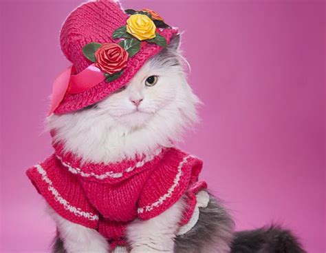 Ropa para gatos: Ventajas e inconvenientes de vestir a tu ...