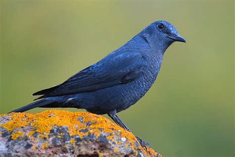 Roquero solitario, el pájaro azul   Galerías :: Fotonatura.org