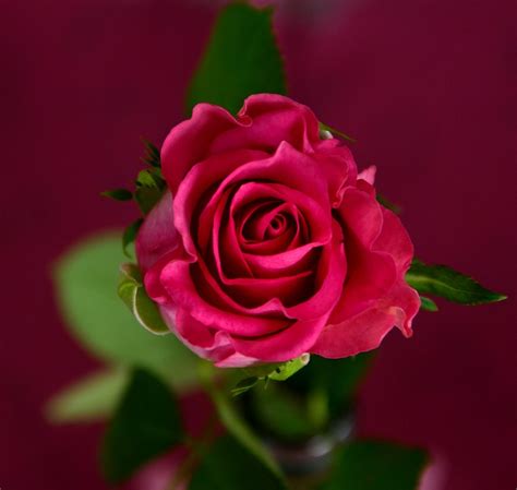 Rosa Flor Flores · Foto gratuita no Pixabay