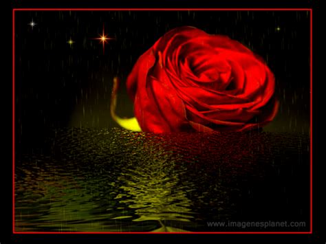 Rosas animadas con movimiento  Roses animated motion ...