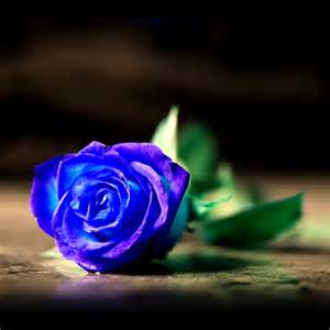 Rosas azules ¿Cuál es su significado?   Tendenzias.com