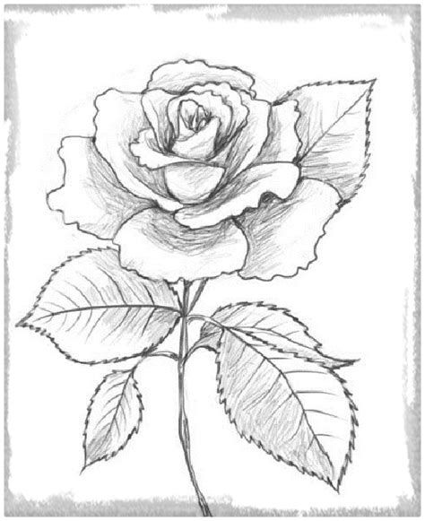 Rosas De Amor Para Dibujar y Regalar | Dibujos de Amor a Lapiz