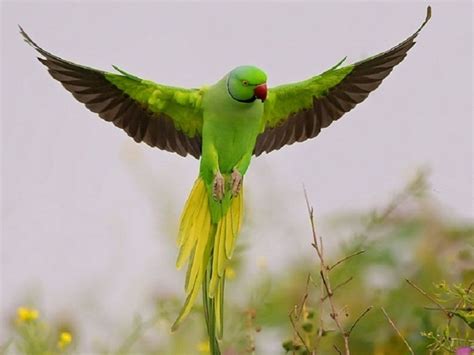 rose fondos de pantalla animales aves ave verde vista ...