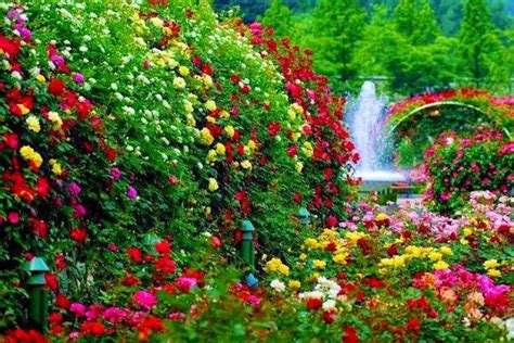 Rose Garden with a Waterfall nature flowers waterfall ...