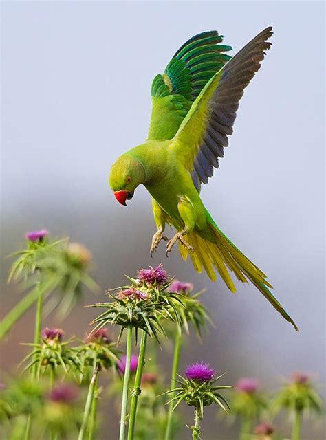 Rose ringed parakeet Asian Bird Pictures, Photos, Pics