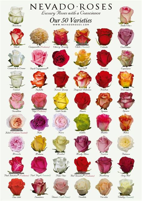 Rose Varieties | Types of flowers | Pinterest | Sexy ...