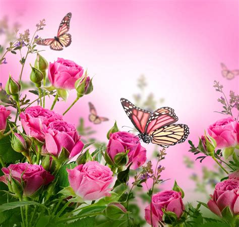 roses flowers pink butterflies blossom beautiful flower ...