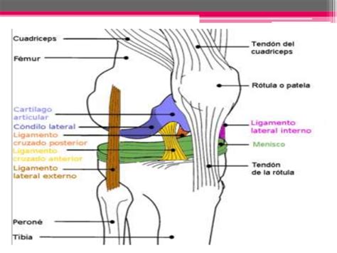 Rotula anatomia