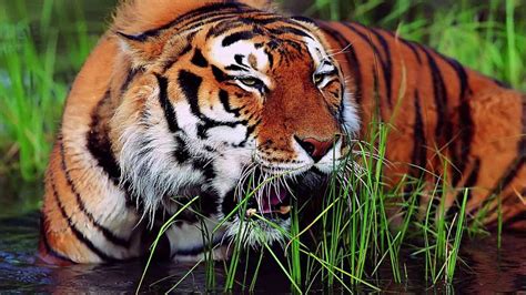 Royal bengal tiger at sundarban   YouTube