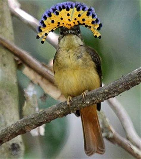 Royal Flycatcher   Boldly Colored Crest | Animal Pictures ...