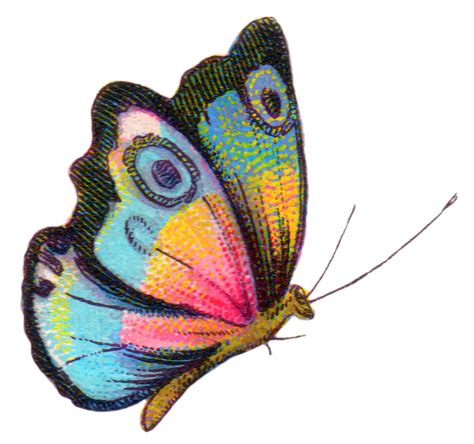 Royalty Free Image: Colorful Butterfly