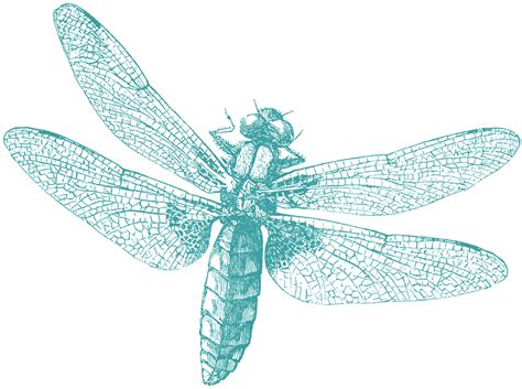 Royalty Free Images   Dragonfly   The Graphics Fairy