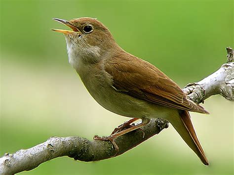 Ruiseñor | Aves de Puerto Rico | Pinterest | Bird, Cuban ...