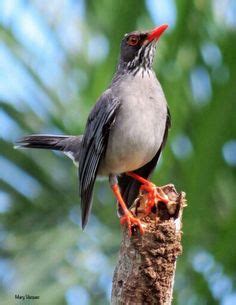 Ruiseñor | Aves de Puerto Rico | Pinterest | Bird, Cuban ...