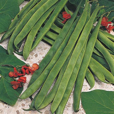 Runner Bean Armstrong Seeds from Mr Fothergill s Seeds and ...