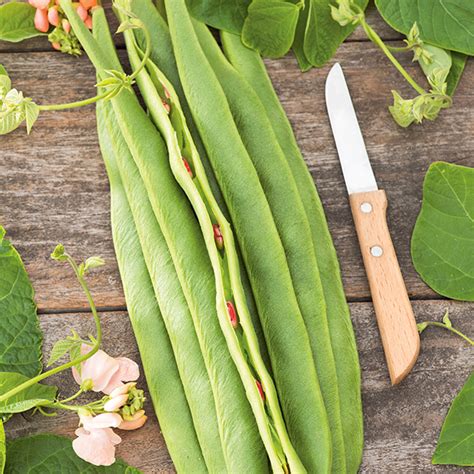 Runner Bean Aurora Seeds from Mr Fothergill s Seeds and Plants