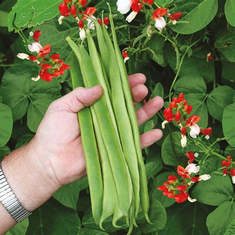 Runner Bean  Bi coloured  St George AGM Seeds From D. T. Brown