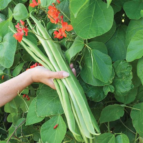 Runner Bean  Red Flowered  Benchmaster Seeds From D. T. Brown