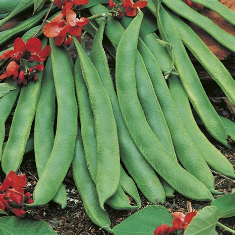Runner Bean Red Rum Seeds from Mr Fothergill s Seeds and ...