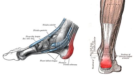 Running writings: Injury Series: Flat eccentric heel drops ...