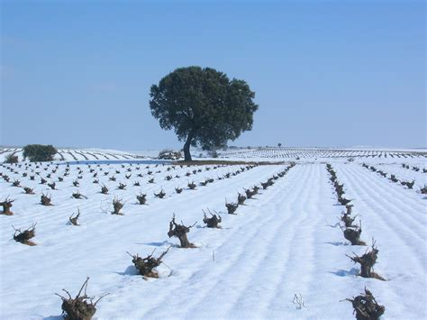 Ruta del Vino de Rueda _ paisaje nevado | Lo Que Coma Don ...