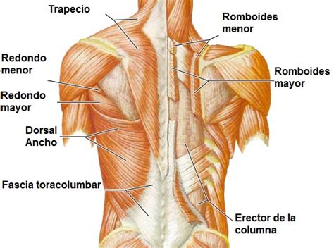 Rutina de espalda | 6 Ejercicios Esenciales para Ganar masa