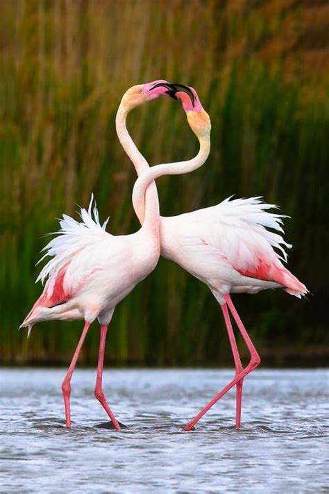 ? Flamingo Bird Images Free HD Wallpapers Download
