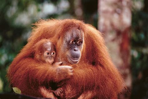 朗 Orangutan mother baby Póster, Lámina | Compra en ...