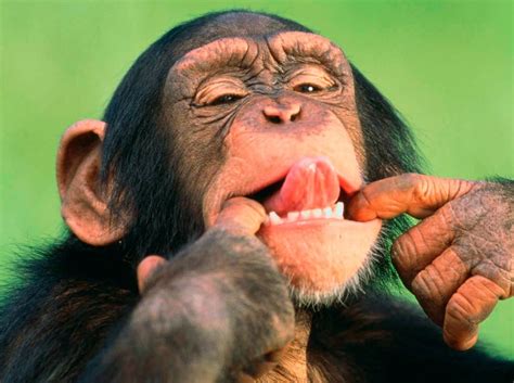 ¿Sabes que los monos sí pueden hablar? | El Bolardo