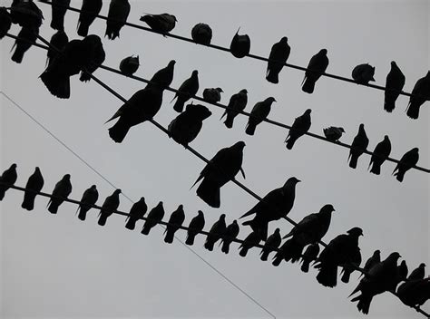 ¿Sabían que los pájaros urbanos cantan más para compensar ...