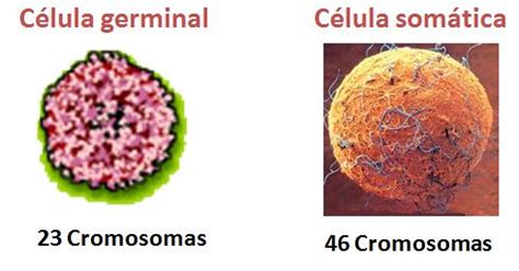 Sabias que la Célula Somática...: Meiosis y Célula Sómatica