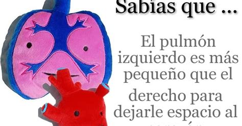 ¿Sabías Que...?: Sabes Por Que El Pulmón Izquierdo Es Más ...