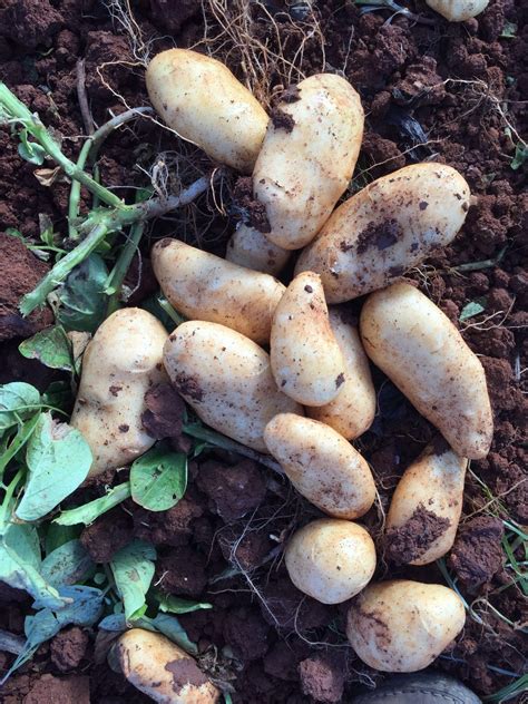 SABIAS QUE??...Cómo hervir las patatas nuevas