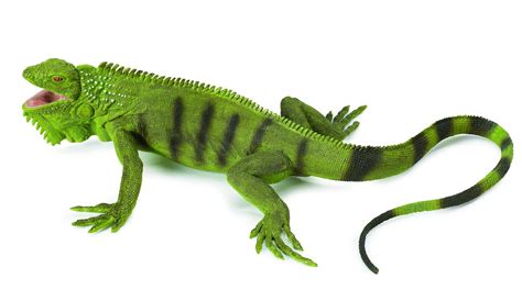 Safari Ltd 2677 Green Iguana animal figures at spielzeug ...