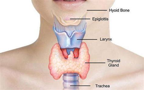 SAIKU ALTERNATIVO: 10 Síntomas posible problemas de tiroides