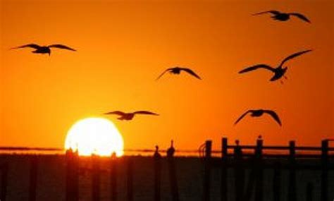 Salida del sol con gaviotas | Descargar Fotos gratis