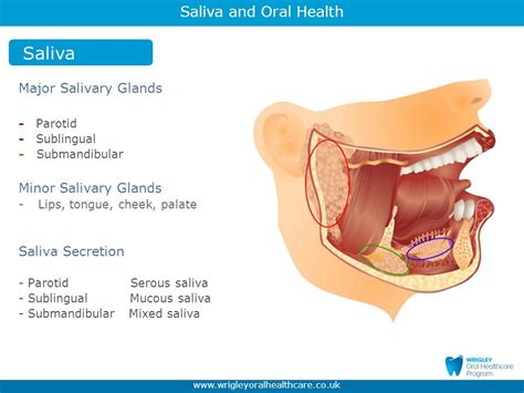 Saliva and Oral Health Part 1   ppt video online download