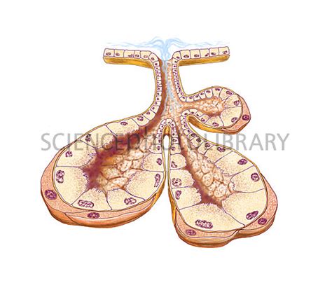 Salivary gland anatomy, artwork   Stock Image C014/5641 ...
