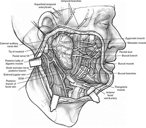 Salivary Gland Anatomy | Pocket Dentistry