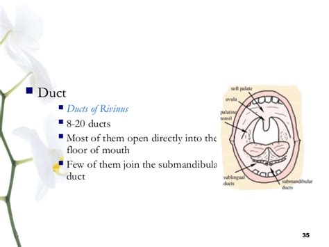 salivary gland and saliva darpan