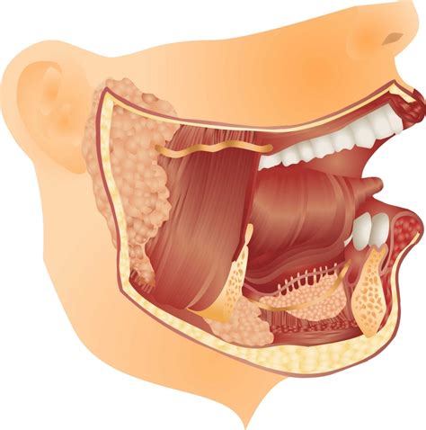 Salivary gland disorders   Answers on HealthTap