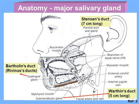 Salivary gland embryology   ppt video online download
