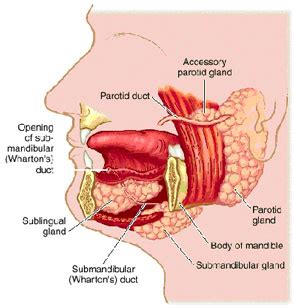 Salivary Gland Tumor Under Chin | www.pixshark.com ...