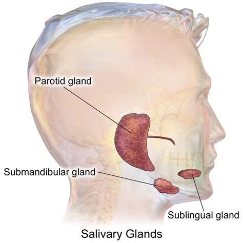 Salivary gland   Wikipedia