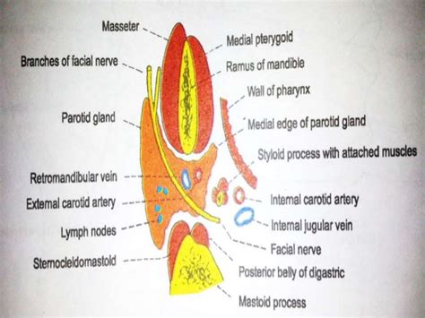 Salivary glands anatomy & applied aspects