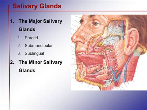 Salivary Glands The Major Salivary Glands The Minor ...