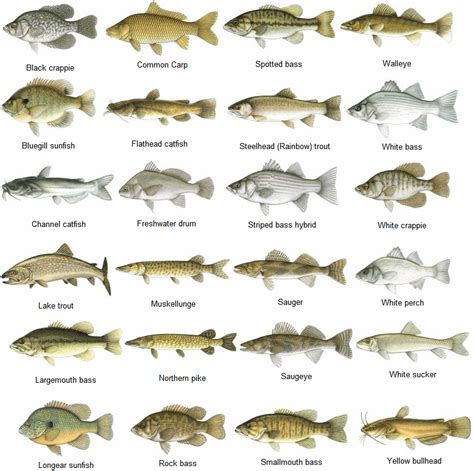 saltwater fish identifier   North Carolina Saltwater Fish ...