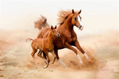 Salud y reproducción del caballo árabe